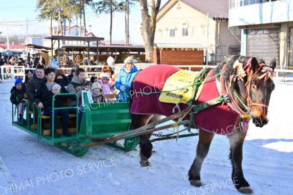 ばんえい十勝ＰＲ馬のフクスケは新年から大忙し。場内のふれあい動物園で家族連れを乗せたそりを引いて楽しませた（２日、帯広競馬場）