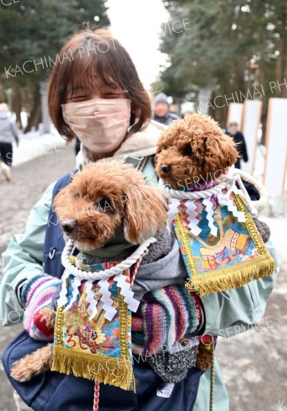 正月はおしゃれに。回しを付けたペットを抱えながら歩く住民（１日）