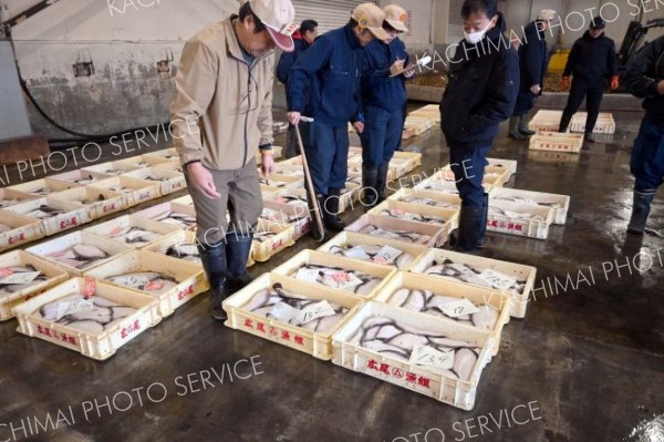 今年最初の競りが行われた広尾漁協の地方卸売市場