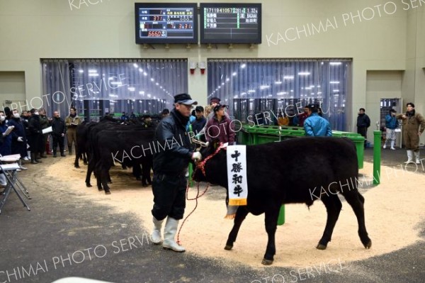 昨年を上回る価格で取り引き、市況回復に期待感　ホクレン和牛市場で初競り