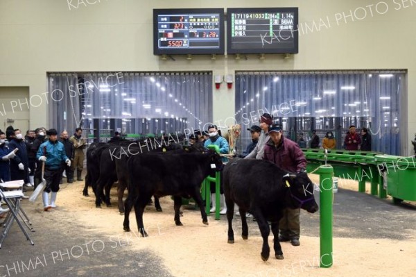 高値での取引が成立するなど活況を呈したホクレン十勝地区家畜市場の初競り