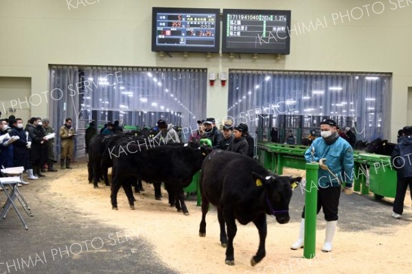 高値での取引が成立するなど活況を呈したホクレン十勝地区家畜市場の初競り