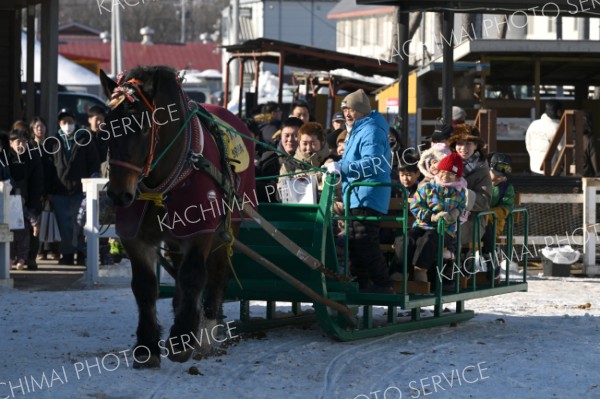 すごい馬力だね―。ばんえい競馬で活躍した「フクスケ」の引く馬そりに乗る来場者（２日、帯広競馬場内のふれあい動物園で。金野和彦撮影）
