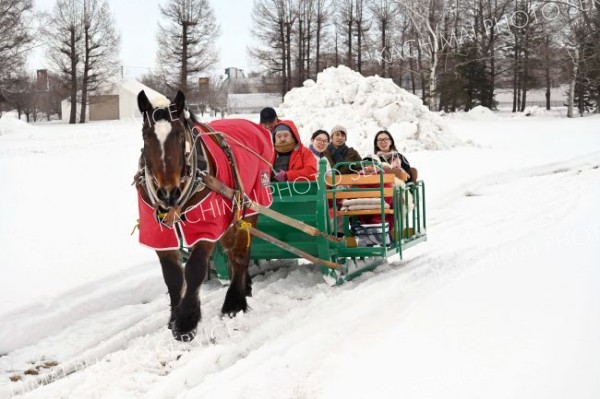 馬そり体験を楽しむ参加者たち