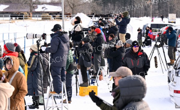 冬の風物詩となった馬追い運動。初日には多くの写真愛好家が訪れた（１９日、音更町内の家畜改良センター十勝牧場で。塩原真撮影）