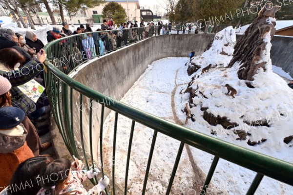 器用に落花生を食べるサルを観察する来園者