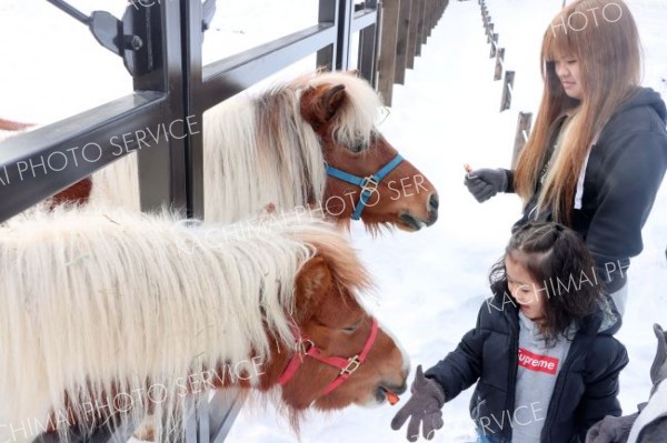 ポニーとの触れ合い体験を再開　中札内フェーリエンドルフ～まちマイ中札内編