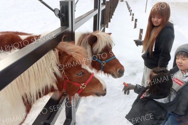 ポニーと触れ合う来園者