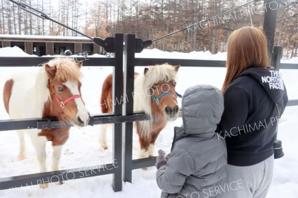ポニーと触れ合う来園者