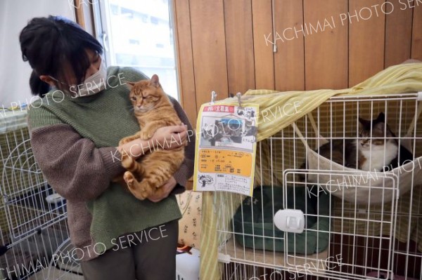 保護猫が集まった会場を見て回る来場者