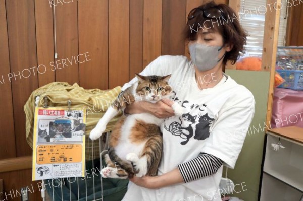 「成猫にもぜひ目を向けて」とアピールするスタッフ