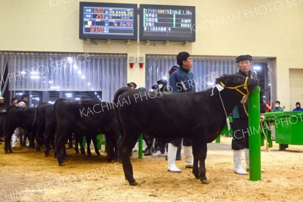 よりすぐり２５頭、全頭購買成立　全共肉牛の部上位入賞へ　管内繁殖・肥育農家初の広域連携