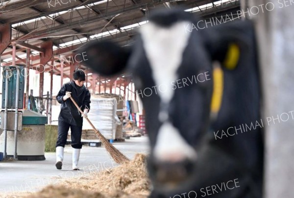 牛舎の掃き掃除をするあやのさんと牛（塩原真撮影）