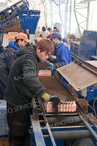 移植用のビート苗作り始まる　十勝の畑に近づく春耕